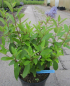 Preview: Ceanothus delilianus Marie Bleu (R) - Säckelblume - 40-60