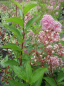 Preview: Ceanothus delilianus Marie Rose (R) - Säckelblume - 40-60