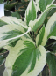 Preview: Hosta hybr. Patriot  - Weißrand-Funkie -