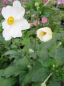 Preview: Anemone japonica Honorine Jobert - Herbstanemone -