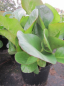 Preview: Bergenia cordifolia Eroica - Bergenie - Wickelwurz - Riesensteinbrech -