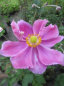 Preview: Anemone japonica Rosenschale - Herbstanemone -
