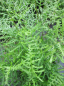 Preview: Dryopteris filix-mas Linearis Polydactylon - Schellenbaumfarn - Wurmfarn -