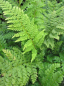 Preview: Polystichum setiferum Plumosum densum - Flaumfeder - Filigranfarn -