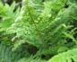 Preview: Polystichum setiferum Plumosum densum - Flaumfeder - Filigranfarn -