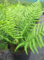 Preview: Dryopteris affinis - Spreuschuppiger Wurmfarn