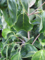 Preview: Cornus kousa Nicole
