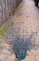 Preview: Ceanothus deliliana " Blue Sapphire " (R) (40-60 cm) Säckelblume