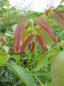 Preview: Juglans regia Parisienne - Walnuß -