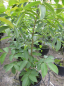 Preview: Juglans regia Parisienne - Walnuß -