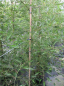 Preview: Kaisererle, Farnerle, Bambuserle  -  Alnus gutinosa imperialis