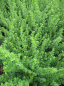 Preview: Prostanthera cuneata - Gebirgsbuschminze - Australische Minze - 30-40cm