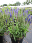 Preview: Veronica spicata Royal Candles - Scheinähriger Ehrenpreis