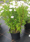 Preview: Aster novi belgii White Opal - Kissen-Aster -