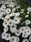 Preview: Aster novi belgii White Opal - Kissen-Aster -