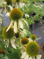 Preview: Echinacea purpurea White Swan - Scheinsonnenhut - Roter Sonnenhut -