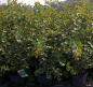 Preview: Bluetenmispel - Cotoneaster multiflorus