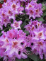 Preview: Rhododendron hybr. Sternschnuppe