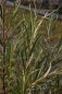 Preview: Salix rosmarinifolia - Rosmarinweide - Lavendelweide - 60-100cm