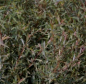 Preview: Salix purpurea Nana  - Zwergweide - Kugelweide - 60-100