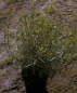 Preview: Salix purpurea Nana  - Zwergweide - Kugelweide - 60-100