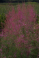 Preview: Tamarix pentandra - Heide-Tamariske - Dünen-Tamariske - 60-100cm