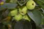Preview: Malus Red Sentinel Stamm  - Zierapfel -120