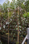 Preview: Malus Royal Beauty Stamm - Zierapfel - 120