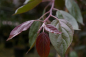 Preview: Malus Royal Beauty Stamm - Zierapfel - 120