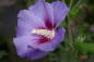 Preview: Hibiskus Marina