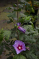 Preview: Hibiskus Marina