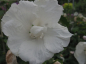 Preview: Hibiskus Diana Garteneibisch