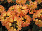 Preview: Großblumige Alpenrose Sun Fire - Rhododendron Hybride Sun Fire - 30-40