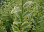 Preview: Goldliguster Aureum