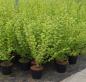 Preview: Goldliguster Aureum