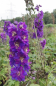 Preview: Delphinium elatum M.F. Dark Blue - Hoher Rittersporn -