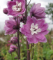 Preview: Delphinium culturum M.F. Lilac Pink - Garten-Rittersporn -