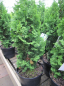 Preview: Thuja occidentalis Zmatlik - Zwergiger Lebensbaum - 30-40