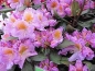 Preview: Großblumige Alpenrose Tanaga