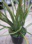 Preview: Phormium tenax Tom Thumb - Neuseeland-Flachs