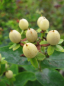 Preview: Hypericum inodorum Magical White - Johanniskraut Magical White - Mannsblut - 40-60 cm