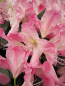 Preview: Großblumige Alpenrose Ulrike Jost - Rhododendron Hybride Ulrike Jost 30-40