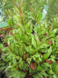 Preview: Eurya japonica Moutiers - Japanischer Sperrstrauch - 20-25 cm