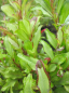 Preview: Eurya japonica Moutiers - Japanischer Sperrstrauch - 20-25 cm