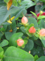 Preview: Hypericum inodorum Magical Pumpkin - Johanniskraut - Mannsblut - 40-60 cm