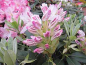Preview: Großblumige Alpenrose Ursula - Rhododendron Hybride Ursula 30-40