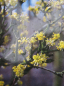 Preview: sonnengelbe Blueten des gelben Hartriegel - Cornus mas Redstone (R)