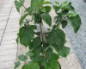 Preview: Cornus mas Redstone (R) - Kornelkirsche - gelber Hartriegel