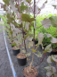 Preview: Populus deltoides Purple Tower - Purpur-Pappel - 150-200