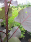 Preview: Populus deltoides Purple Tower - Purpur-Pappel - 150-200